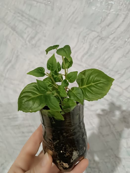 Продам Фуксию AnnaBell