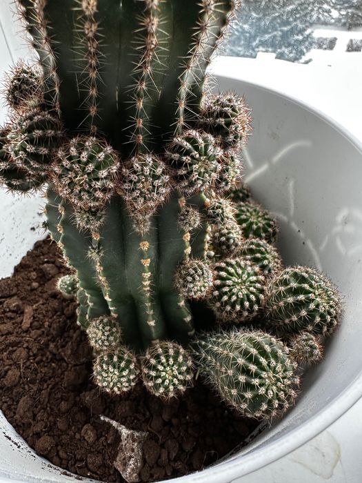 Кактусы отростки