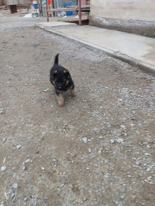 Европейский овчарка  күшігі