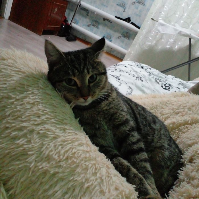 Молодой кот  в добрые руки