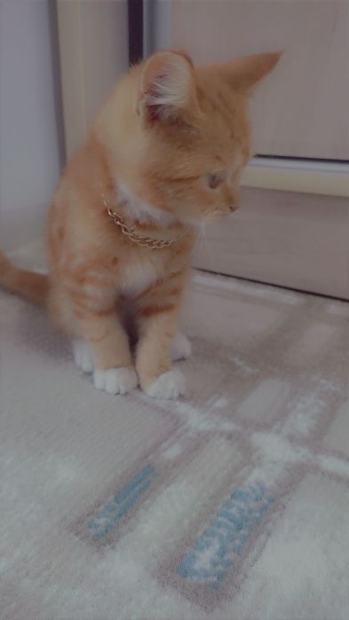 Deidara va Tobi jinsiy aloqa