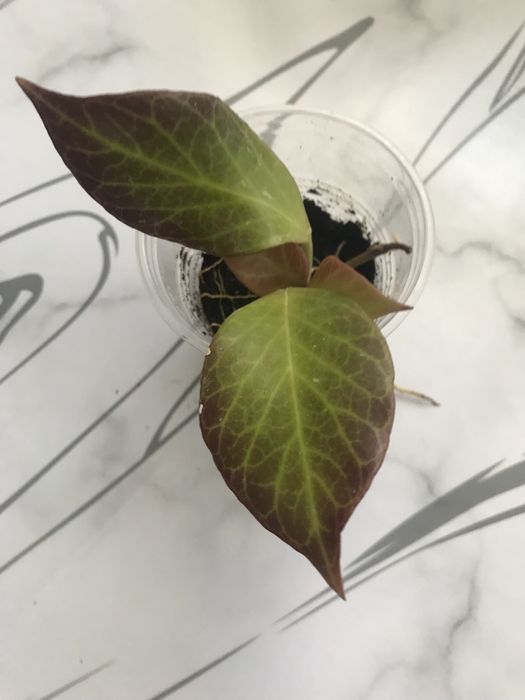 Экзотические хойи