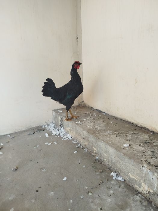 Uyda siyish porno fotosuratlari