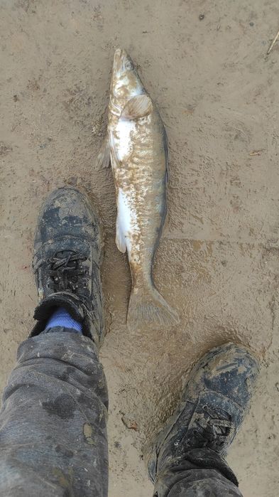 Судак балығы сатылады