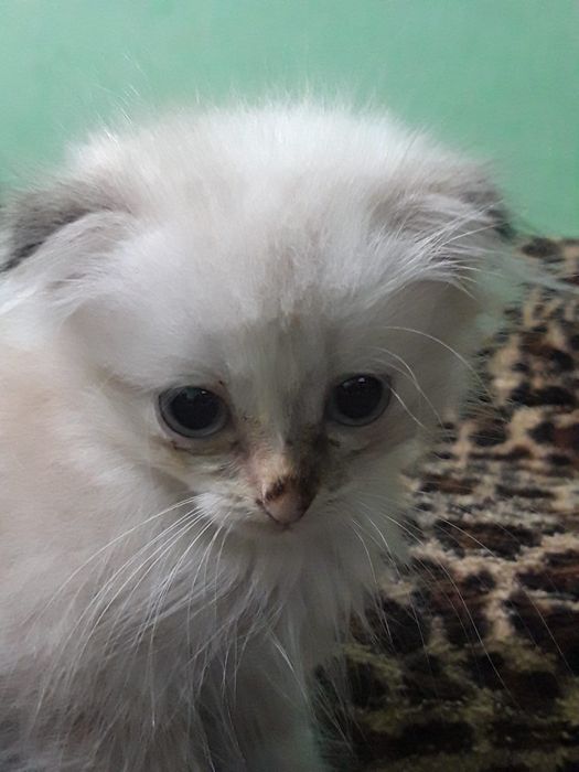 Отдам котёнка девочка