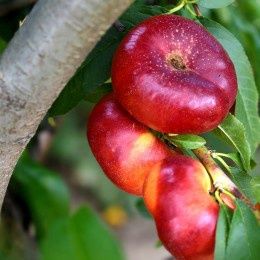 Nectarin Plat Honey