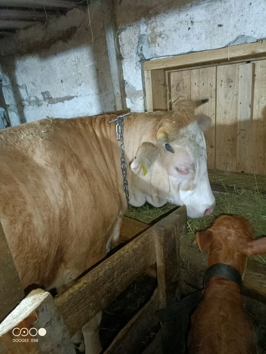 Vând Junca tânără