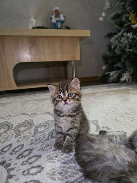 Британский котенок