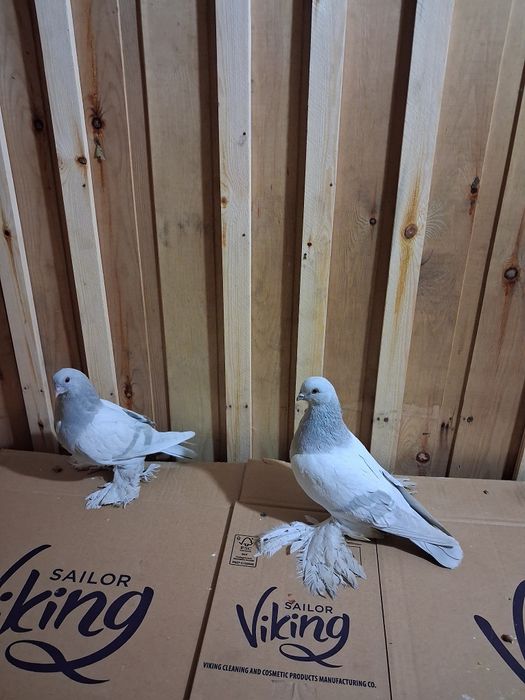 Голуби игровые летные