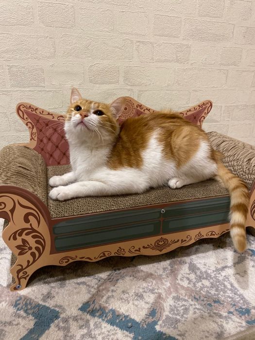 Срочно продам кота в хорошие руки