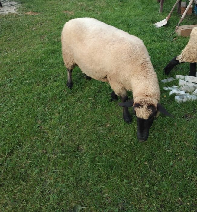 Mieluță și oi metis suffolk de vanzare