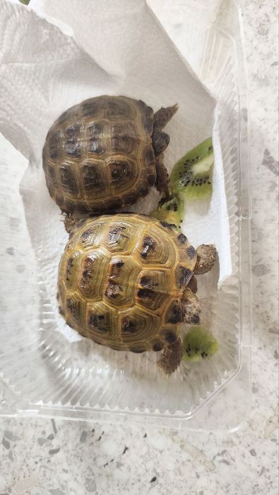 Toshbaqa sotiladi!(Продается черепашки!)