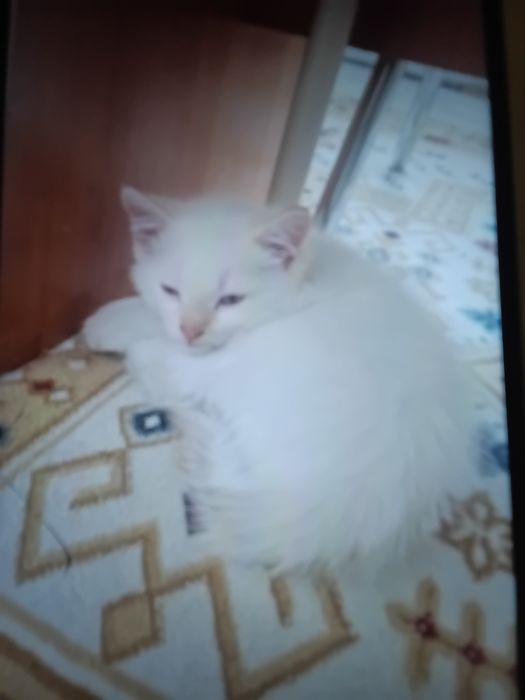 Продаю котёнка мальчика