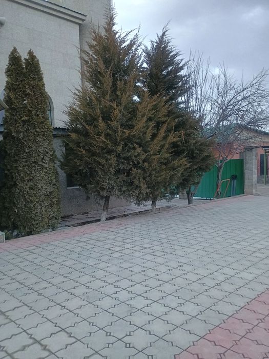 Туи,  голубые ели