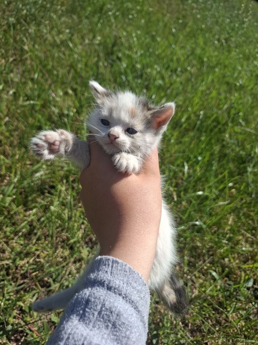 Отдам котят бесплатно