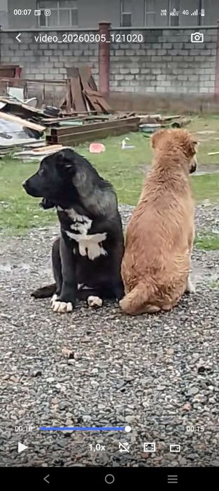 Кушык тау төбет 3айлык