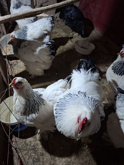 Брама товук хурозлари сотилади