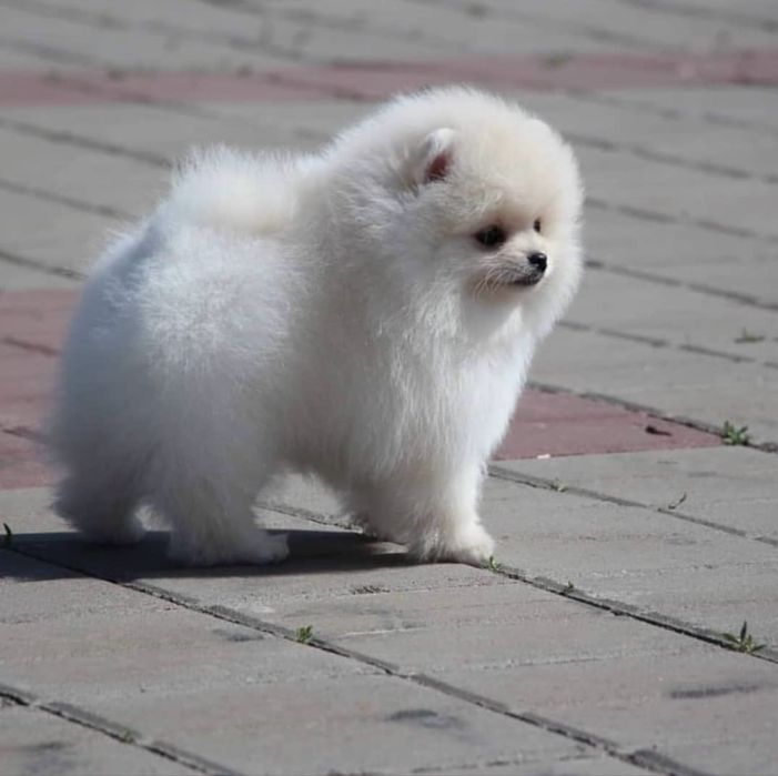 Очаровательные щенки шпица