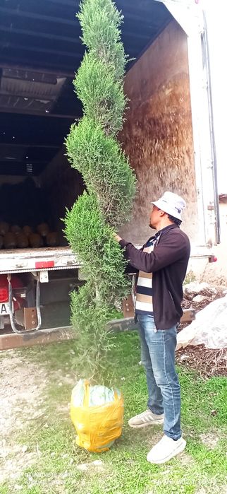 Арчалар сотилади манзил сурхондарйо денов доставка бор