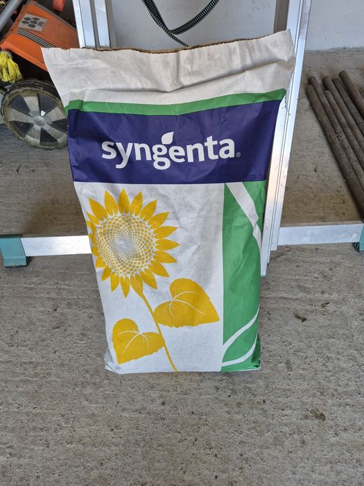 Floarea soarelui Syngenta Michigan