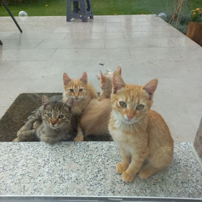 Котета търсят добри стопани