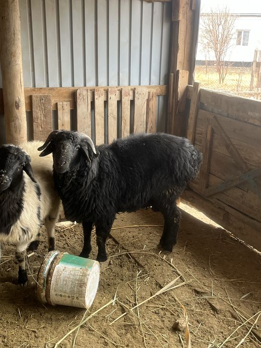 Қошқар семіз саудасы бар келіп көріңіз