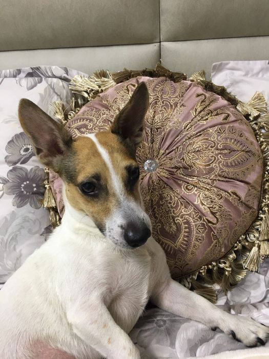 Ищу сучку для своего кобеля, порода Джек Рассел