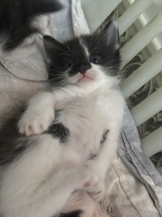Отдам котят в добрые руки