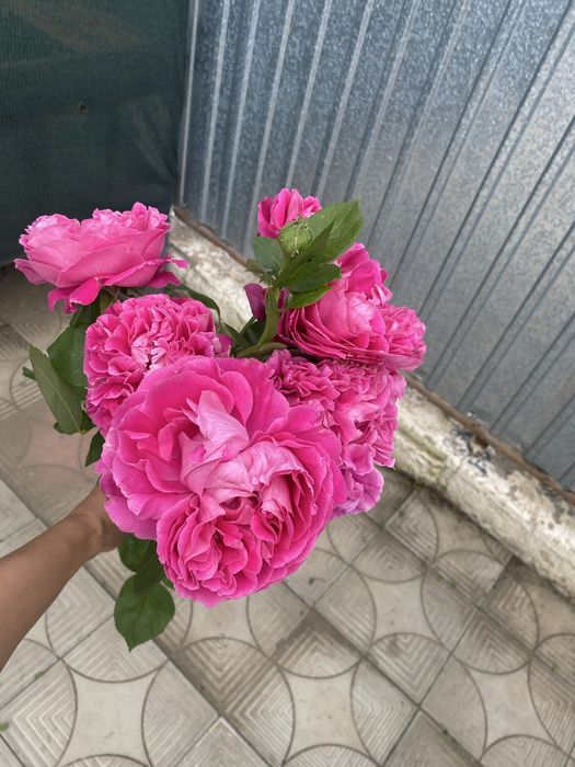 Продам розы розовые