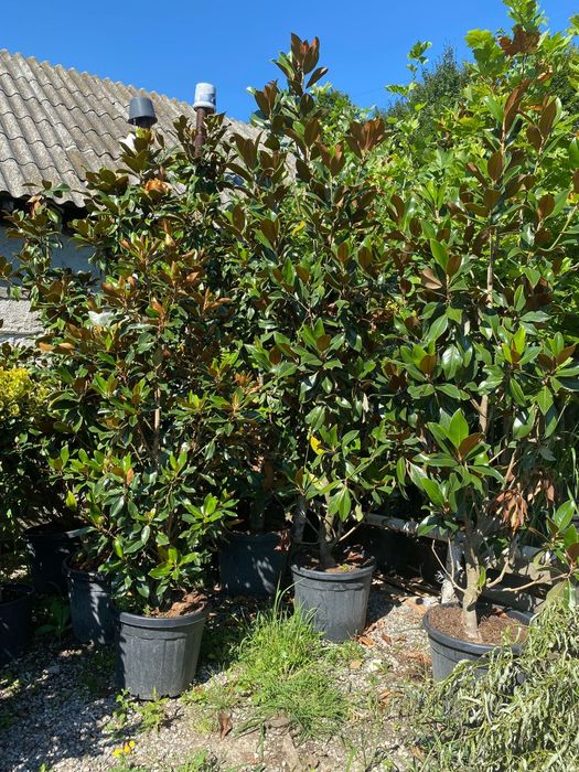 Pon pon spirala gold rider plante ornamentale