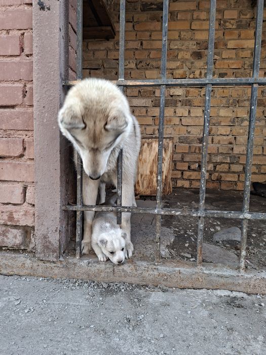 Отдам щенка мама Хаска