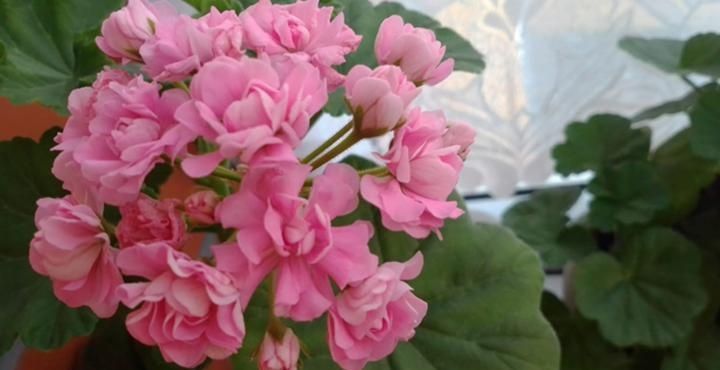 Розебудная  пеларгония, белая герань