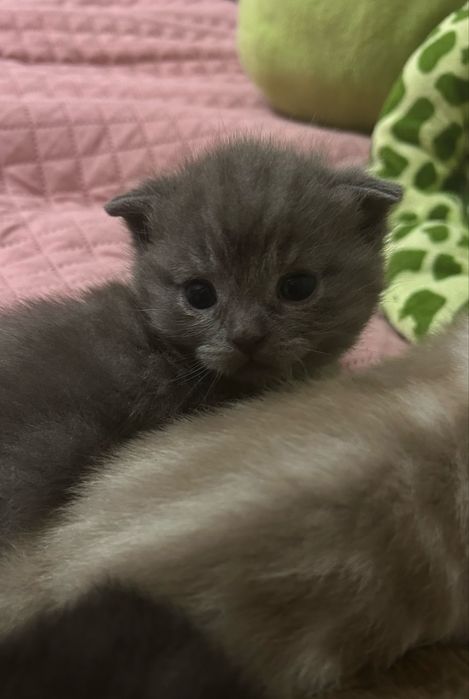 Продам СРОЧНО котят