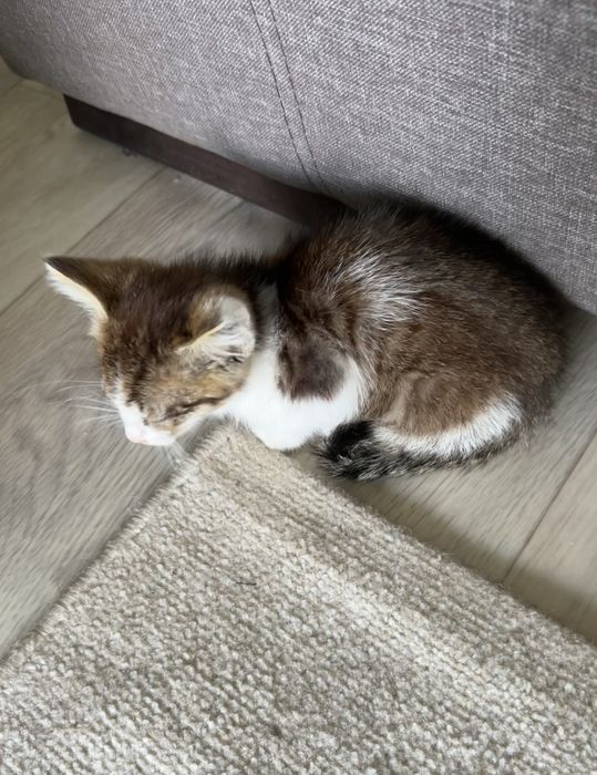 Срочно отдам котенка девочку