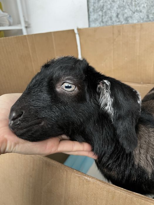 Нубийский козлик