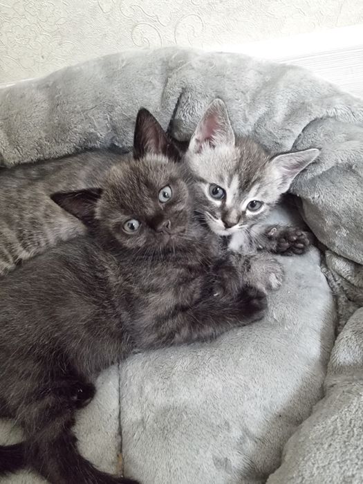 Отдам котят в добрые руки