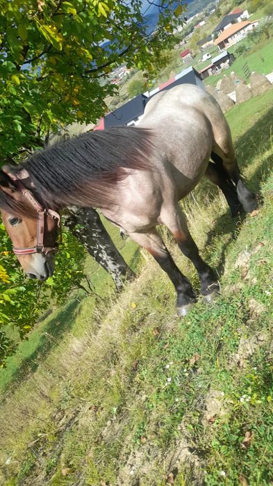Cal castrat de vânzarepentru detalii  0753689271