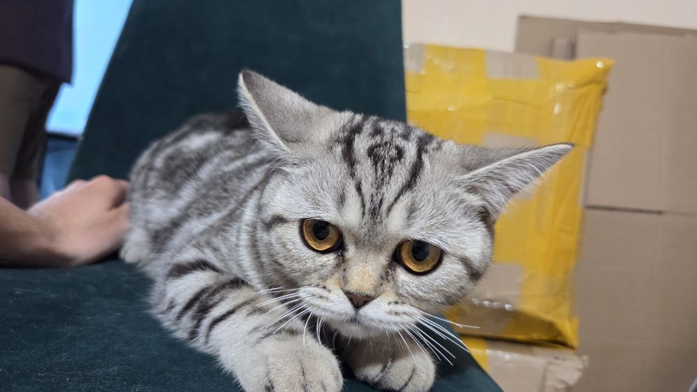 Шотландская прямоухая кошка