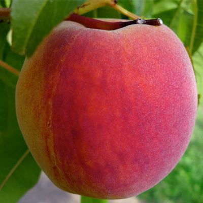 Piersic (Soiul Red Top)