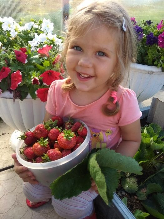 Продам рассаду клубники.