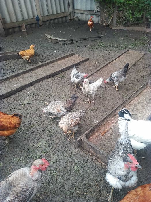 Продам гусей, курочек молодку