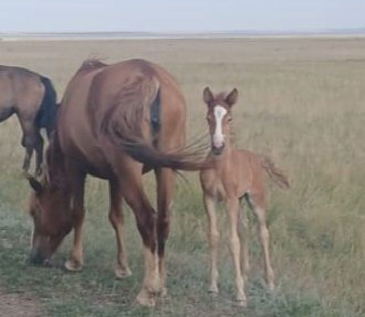 Две Кобылы 4 лет