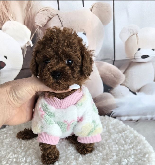 Пудел той ,Пудел тийкъп с родословие