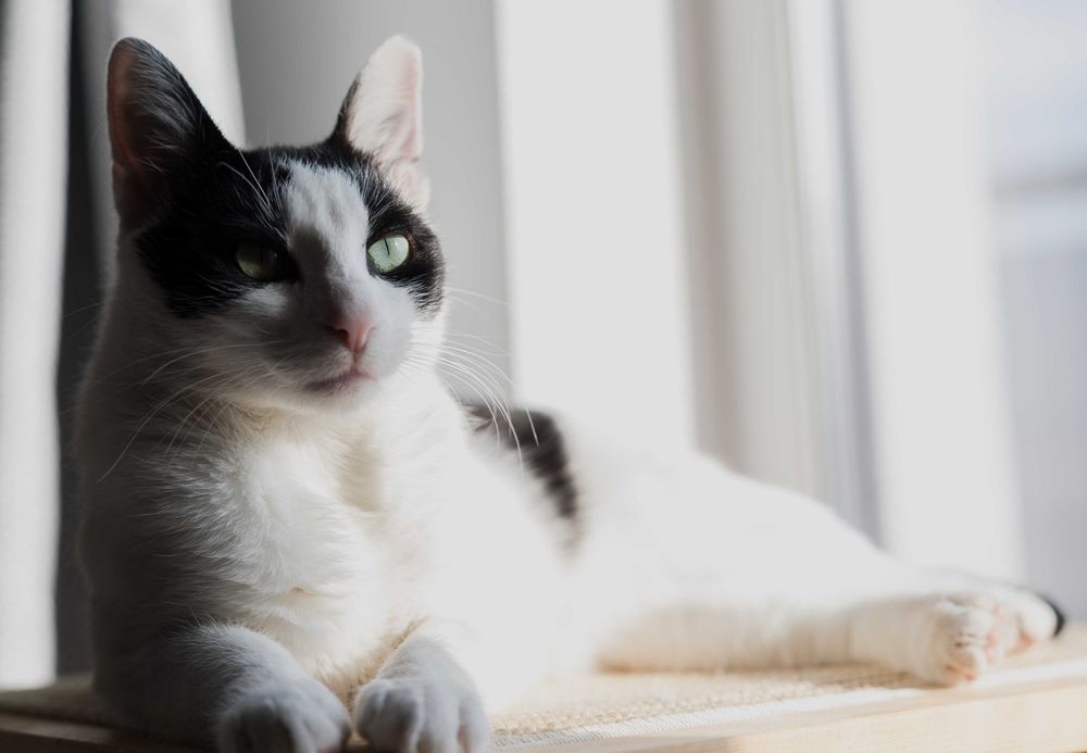 Pet sitting and boarding