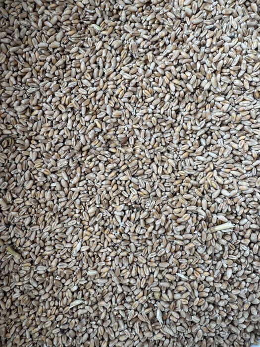 Grau de vanzare revolta 2025