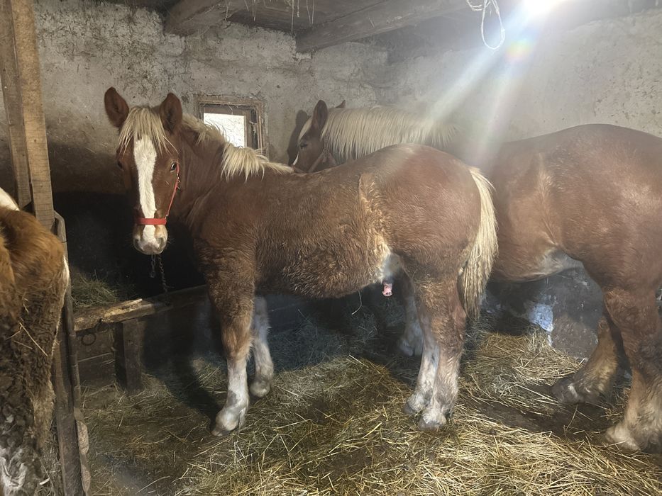 Mânz de 7 luni de vanzare