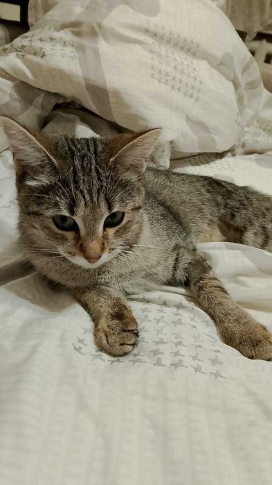 Кошечка 9 месяцев в добрые руки