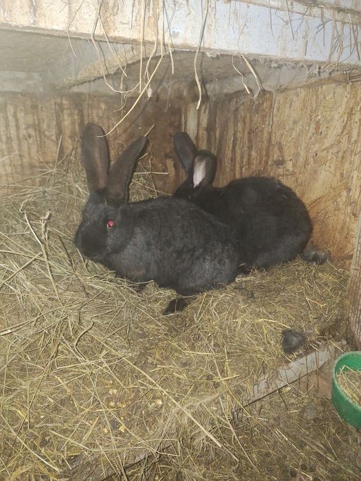 De vanzare doua femele tinere