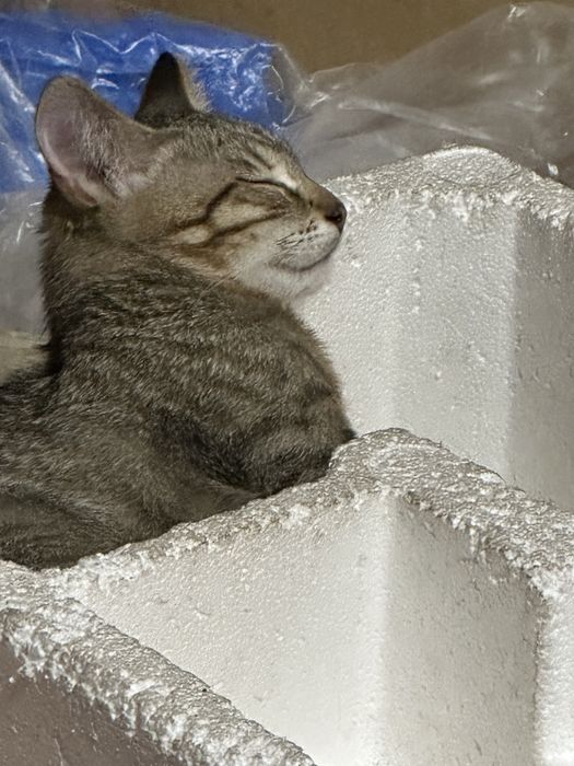 Котята в добрые ручки!