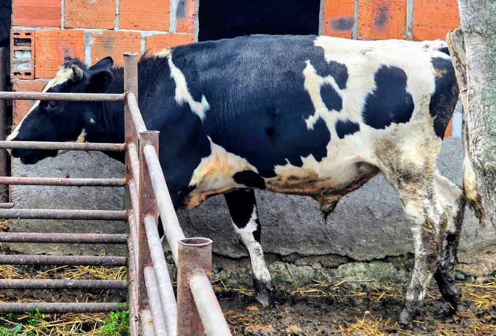 ПРОДАВАМ: 2 мъжки телета (скопени) 4 евро за килограм, общо тегло 700 кг